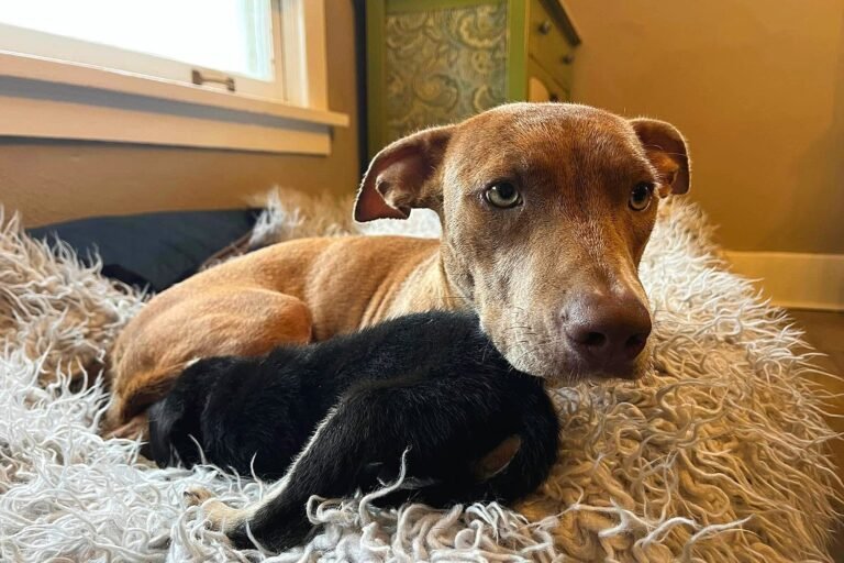AbeautifuldogmommynamedAuntBethanywithlightbrownfurbigroundyelloweyessleepingonawhitefurryblanketfordogsnexttoheryounglittlebabypuppyinsideahumanhouse