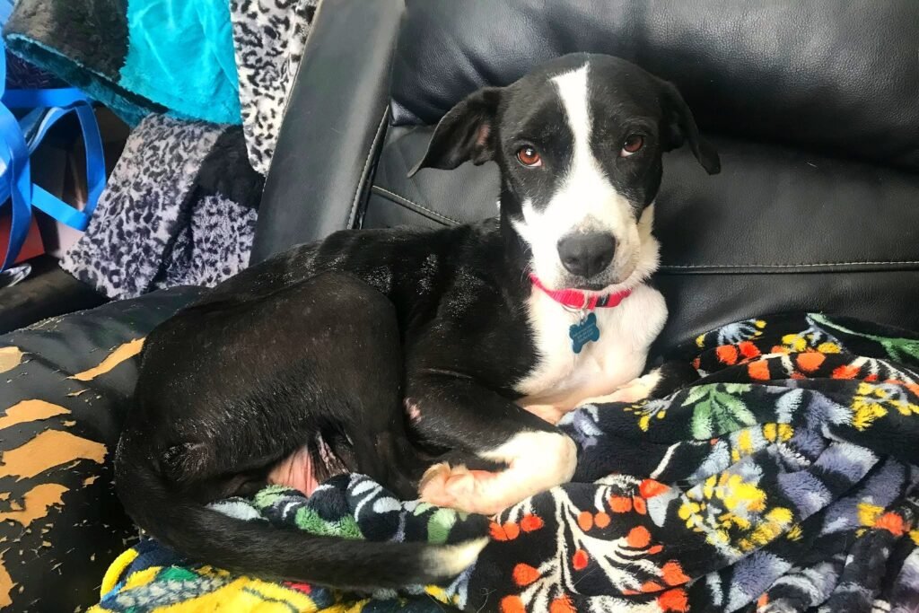 A cute little young puppy named Babe with black white fur brown big round eyes red dog collar sitting on a blanket on couch with many bags looking forward