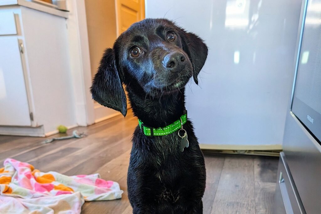 A cute little young puppy named Padma Patil with dark black fur big round puppy eyes wearing dog collar standing on wooden floor next to white blanket