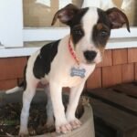a cute little puppy named jord