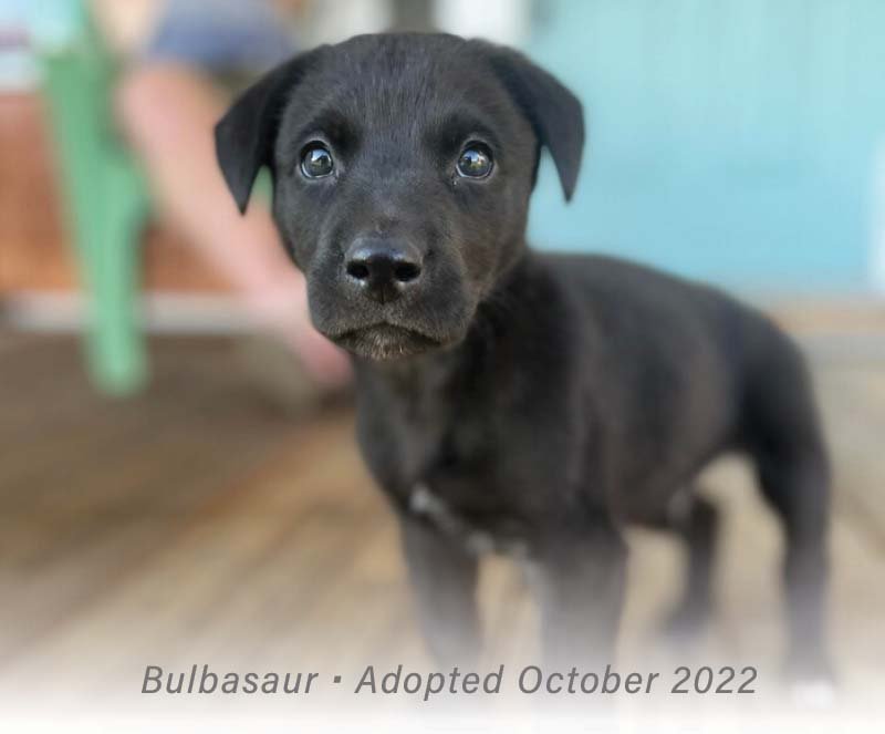 A small black puppy. Caption: Bulbasaur - Adopted October 2022