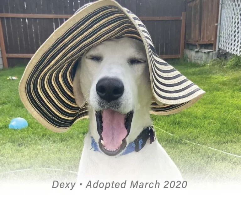 A white dog wearing a large sun hat