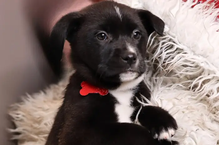 cute little puppy