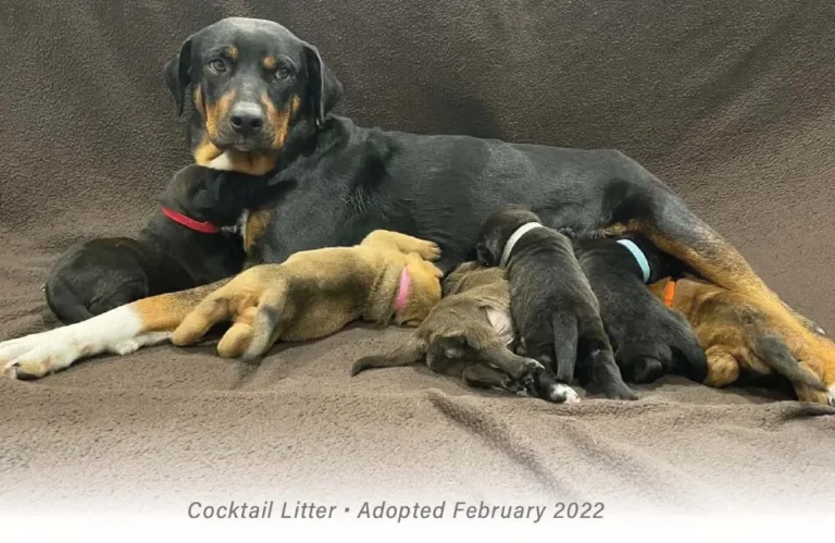 Dog mom with puppies