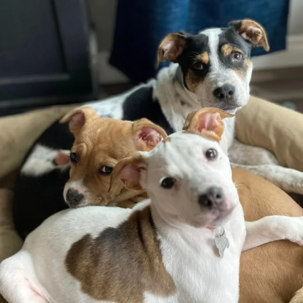 three dogs rescued