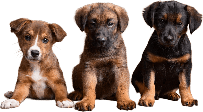 three cute dogs