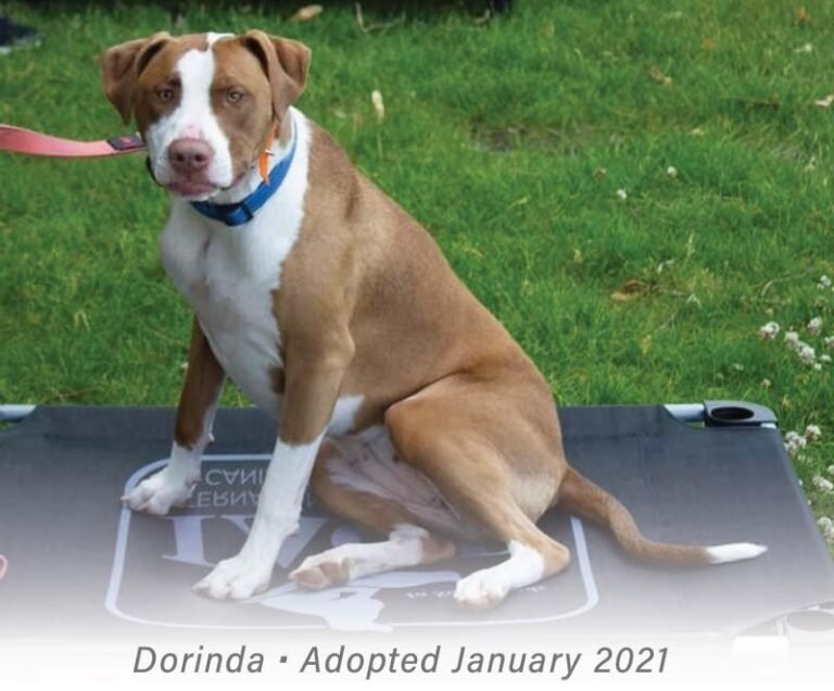 Adopted dog