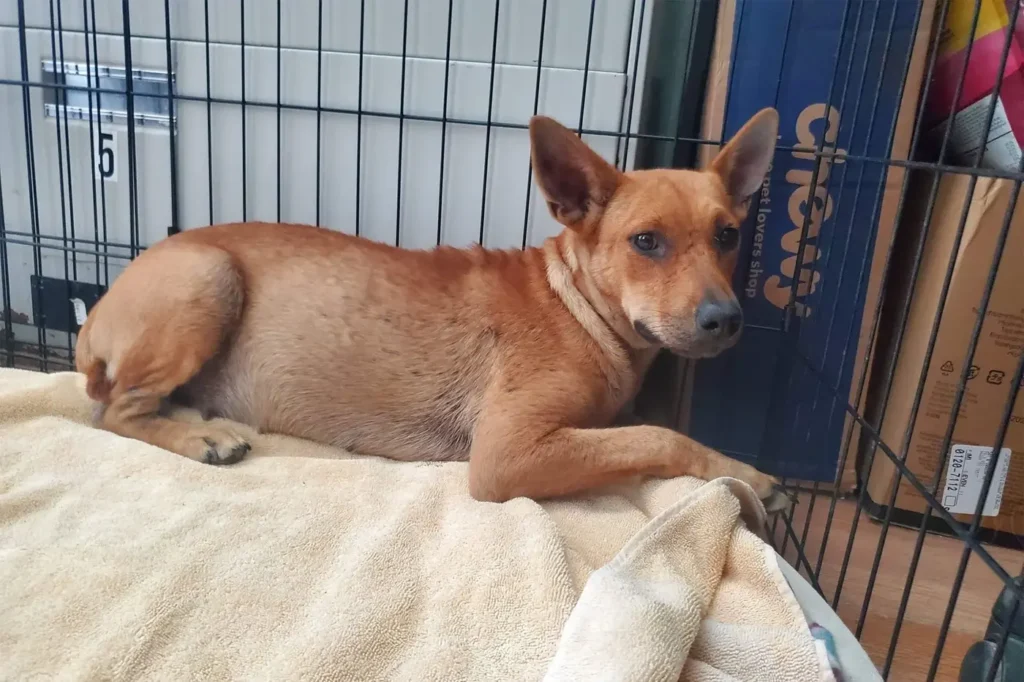 Cute dog rescued , Texas