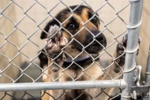 Dog in shelter