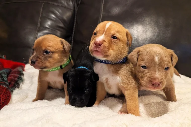 four cute puppies