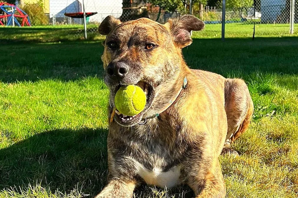 A+cute+handsome+grown+up+4+year path of hope rescue