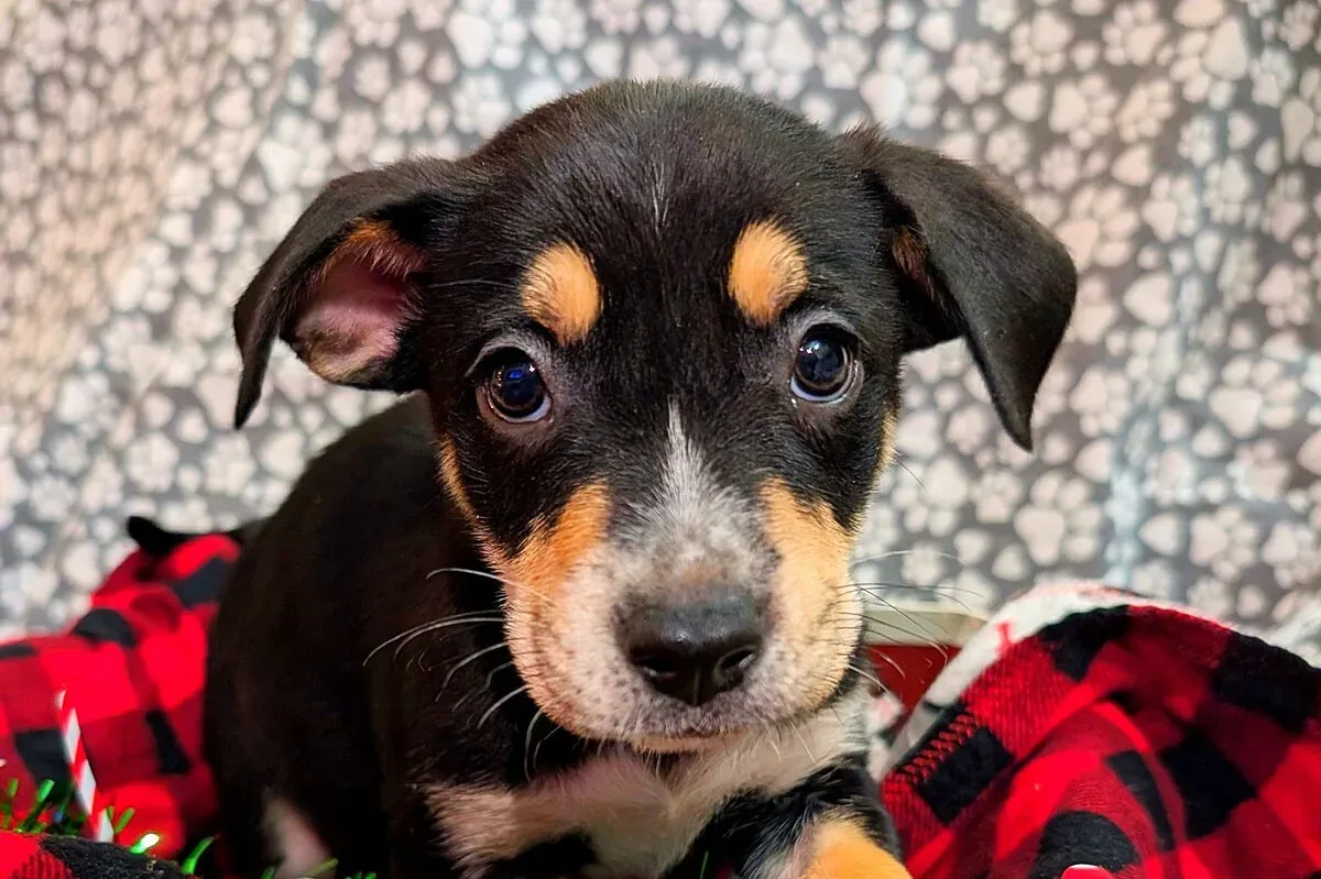 Cute rescued puppy from Texas