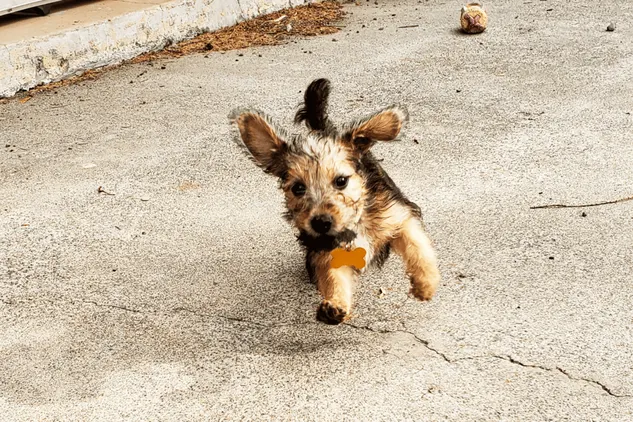 A+cute+little+young+puppy+dog+named