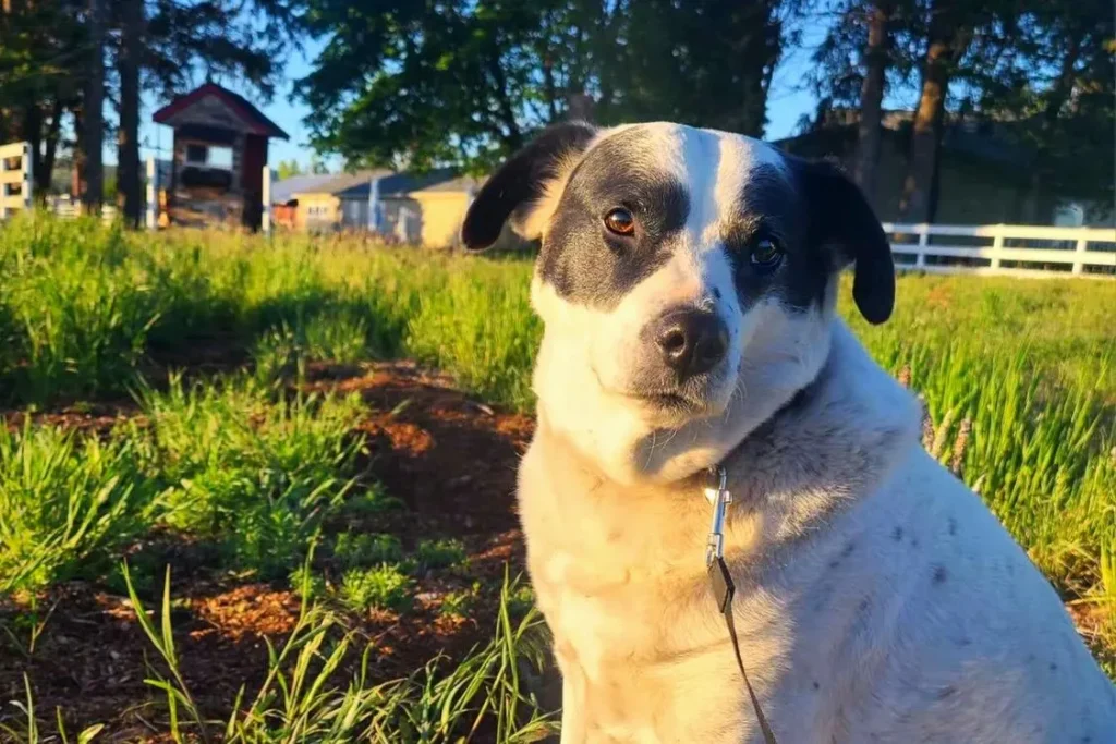 Mommy Dog named Denali