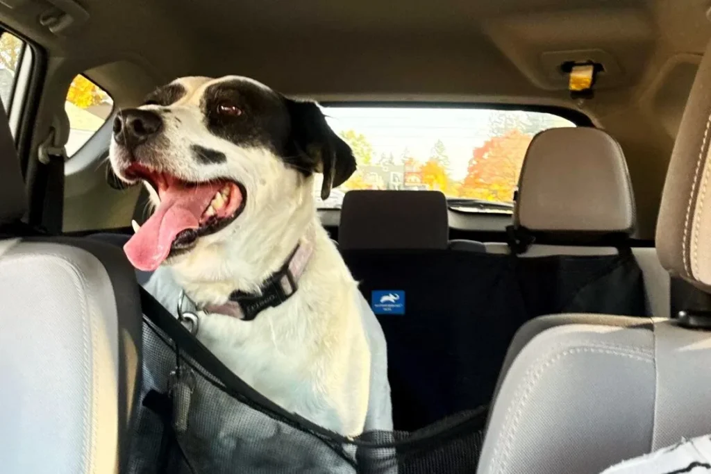 A cute mommy dog named Denali