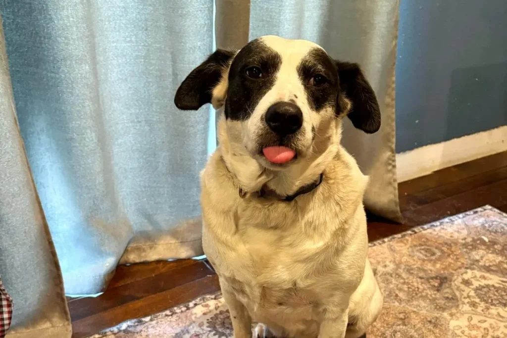 A+cute+mommy+dog+named+Denali+with+white+gray+and+dark+black+fur+big+brown+puppy+round+eyes+looking+at+the+camera+sitting+on+carpet+indoor+next+to+a+big+window+with+curtain+sticking+out+her+tongue