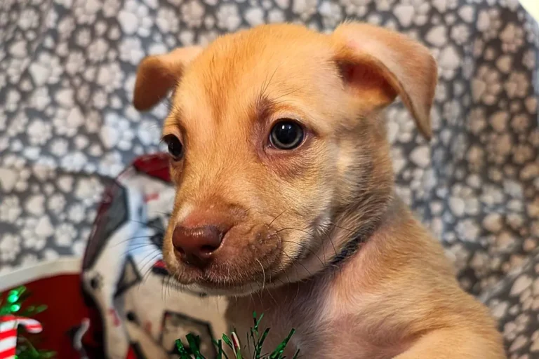 A cute puppy named , texas , path of hope